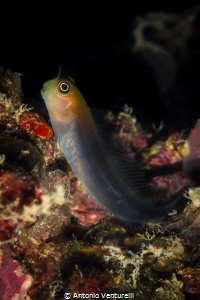 A still goby looking at me with curiosity. The gobies usu... by Antonio Venturelli 